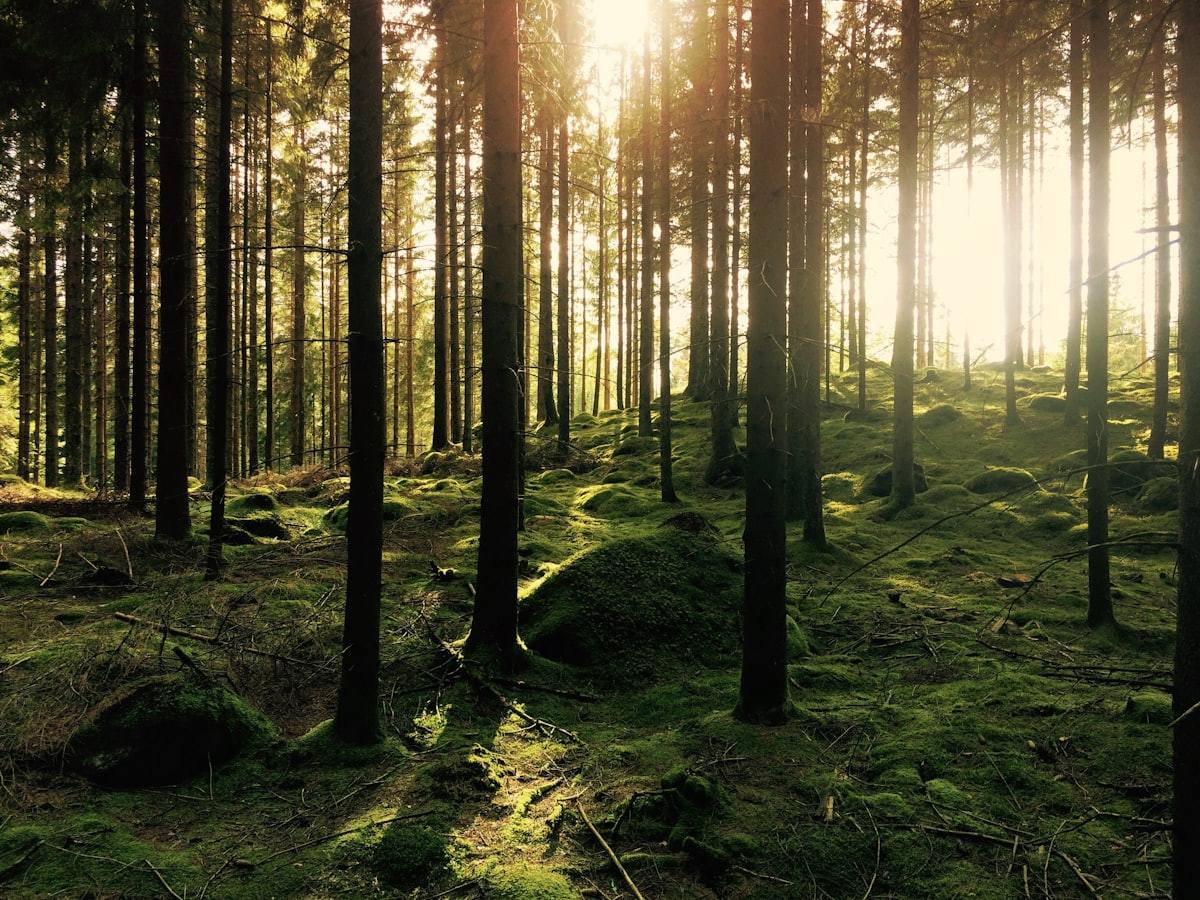 A pine forest in soft light